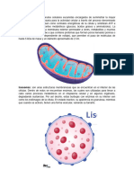 Mitocondrias (2)