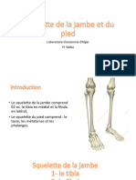 2 - Squelette de La Jambe Et Du Pied