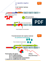 UE 8 Operon Lac