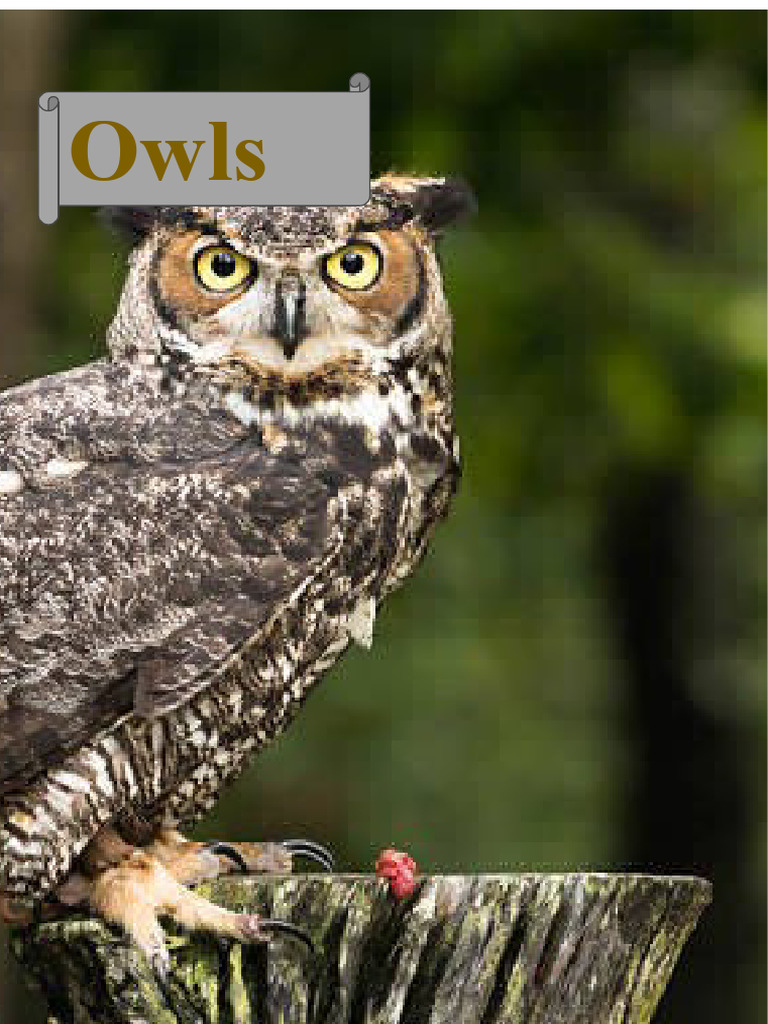 Owls Big Book | PDF