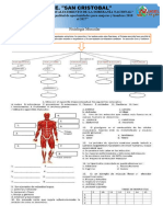 Evaluacion l2 Sistema Muscular 1444444