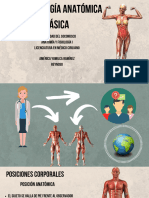 Terminologia Anatomica Basica