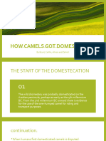 How Camels Got Domesticated