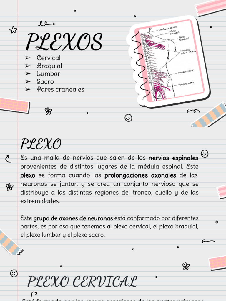 Anatomía de los Plexos Nerviosos | PDF | Extremidades (anatomía ...