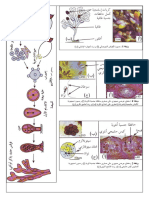 التوالد عند النباتات الجذع علوم وثيقة 1ف