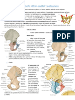 pelvis