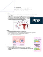 Seminario Embriologia Craneofacial