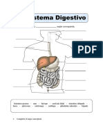 Ficha Sistema Digestivo