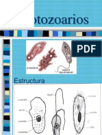 Protozoarios 3