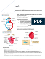 Circulatory System Notes