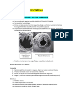 Anquilostoma, Nectaor y Strongyloides