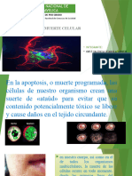 Ppt La Muerte Celular Yudi