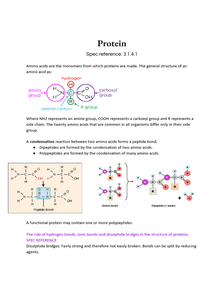 Protiens | PDF | Proteins | Amino Acid