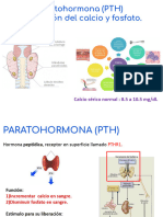 Clase 8 Glándulas paratiroides