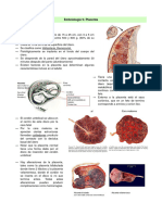 Resumen Embrio 5 Placenta