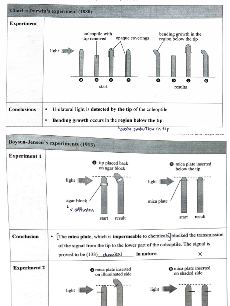 Experiment On Auxin | PDF