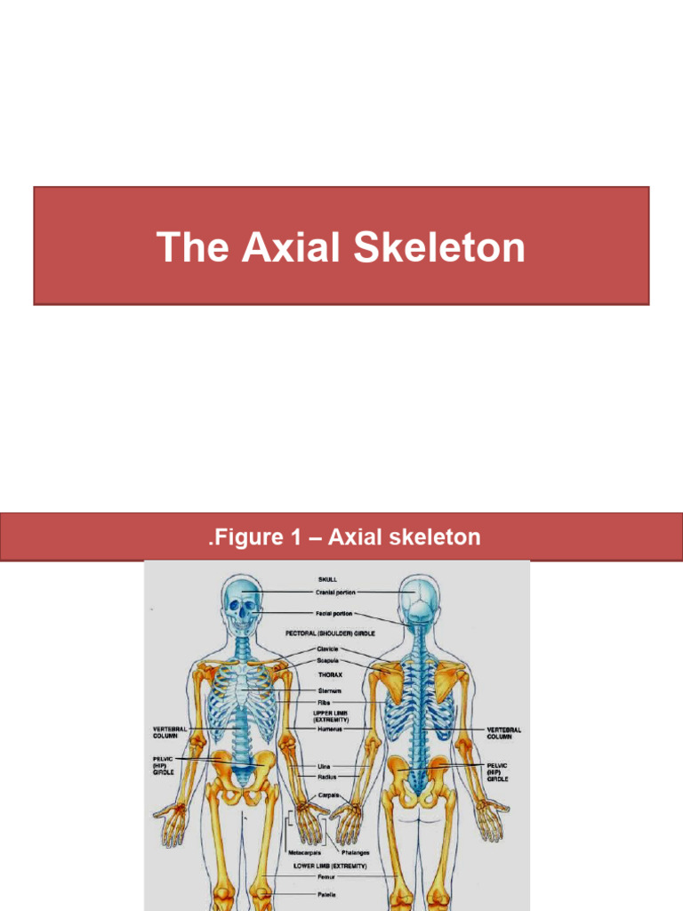 1.-The-Axial-Skeleton_2 | PDF | Vertebra | Vertebral Column