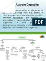 Aparato Digestivo