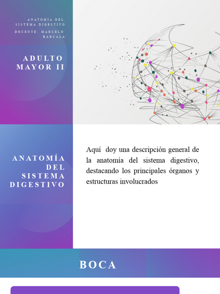 Anatomia Del Sistema Digestivo Pdf Sistema Digestivo Humano