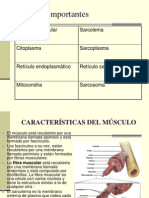 contraccionmuscular-