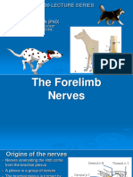 Lecture 11- Nerves of the Forelimb