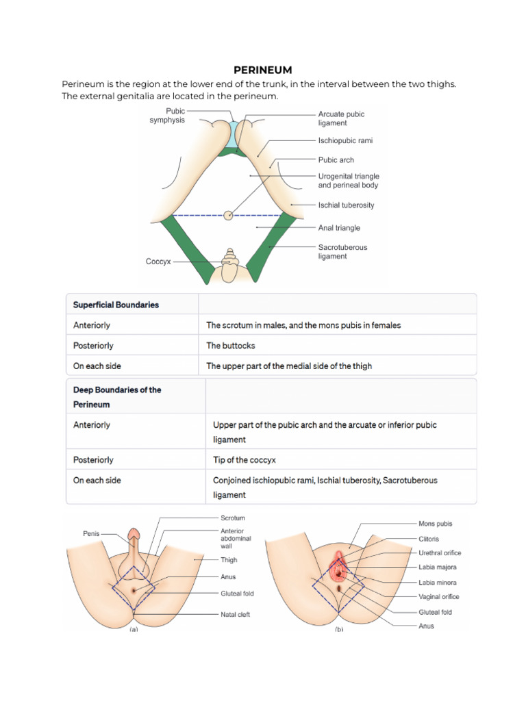 Uyda guruhli jinsiy aloqada bolgan rus talabalari