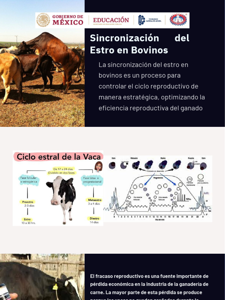 Sincronización del Estro en Bovinos | PDF | Gonadotropina | Vacas