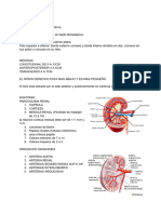 RENAL NORMAL ECOGRAFIA DIAGNOSTICA