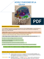 Organizacion y Funciones de La Celula Eucariota