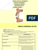 Cavidad Orbitaria y Globo Ocular_091605-1