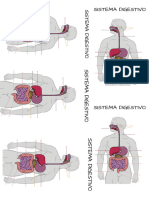 Sistema Digestivo