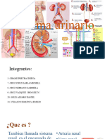 Sistema Urinario 1