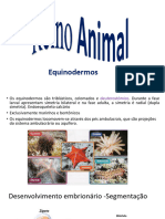 Reino Animal Equinodermos