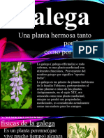 La Galega Ciencia y Ambiente (Autoguardado)