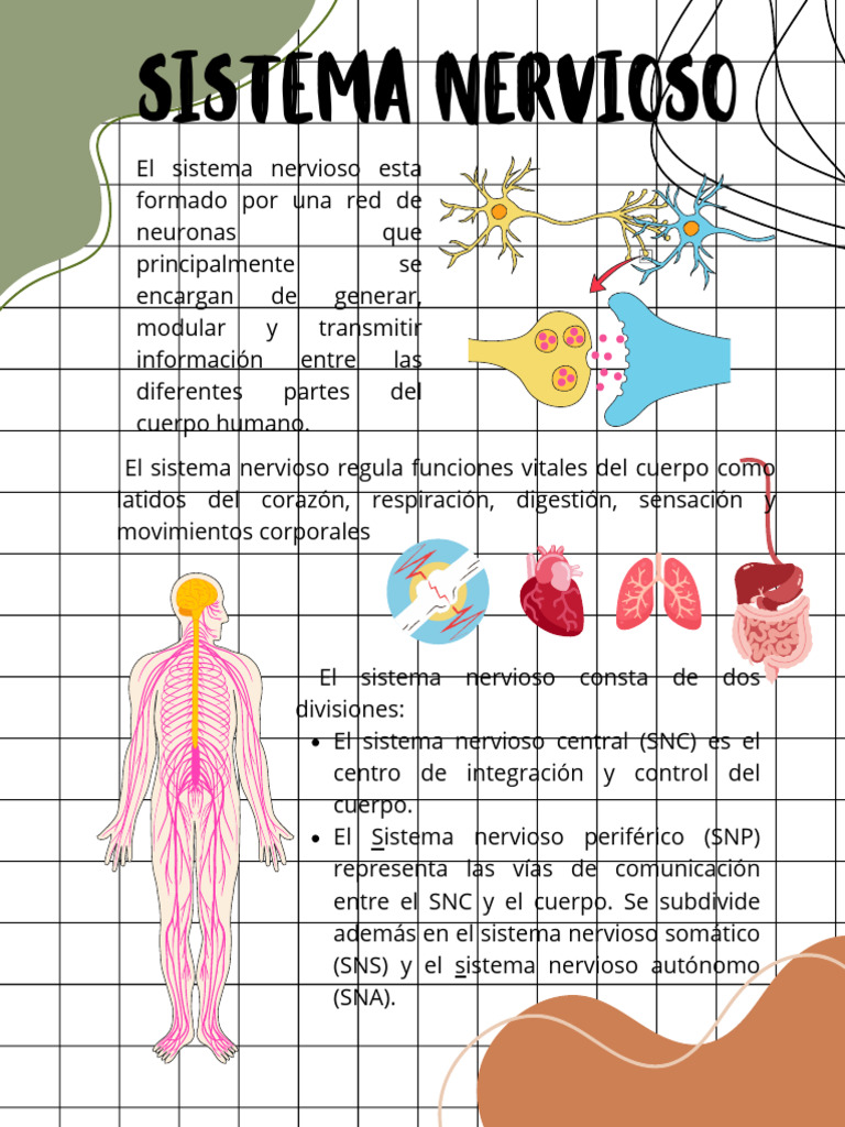 Sistema Nervioso Pdf Sistema Nervioso Neurona