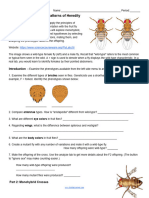 4.2.g Investigation - Drosophila Simulation