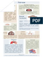 Infografía Tórax