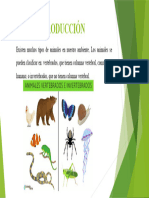 Presentacion, Clasificacion de Los Animales INTRODUCCIÓN