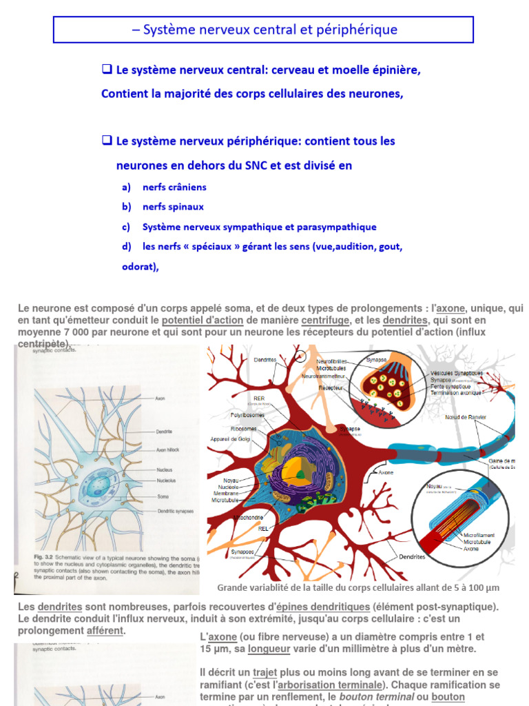Système nerveux : structure et fonctions | PDF | Neurone | Synapse