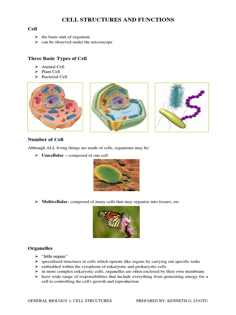 Cell Structures and Functions | PDF | Cell (Biology) | Endoplasmic ...