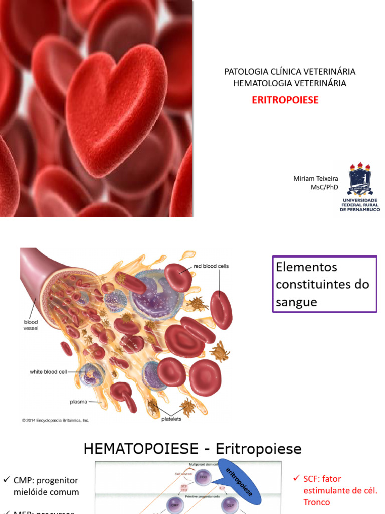 4 - Eritropoiese | PDF | Hemácia | Especialidades médicas