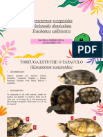 Exposicion de Fauna Tortugas