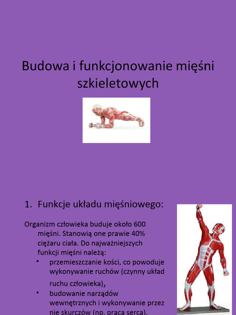 53-uklad-miesniowy-pdf