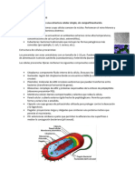 Estructura de Células Procariotas