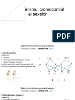 Determinismul Cromozomial Al Sexuluipptx