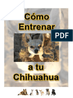 Entrenar Chihuahua