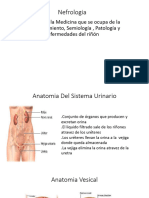 Anatomia Del Sistema Urinario (7)