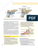 Anatomie Pied