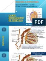 Embriologia e Histologia Xviii - Corte Hist de Testiculo