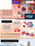 Fisiologia de Drapanocitosis (1)